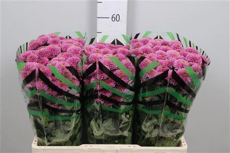 Chrysanthemum Indicum Grp tros santini Doria