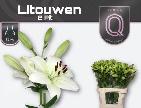 Lilium Longiflorum x Aziatische Grp 'Litouwen'