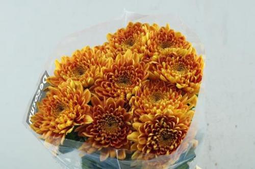 Chrysanthemum (Indicum Grp) geplozen Bellavista