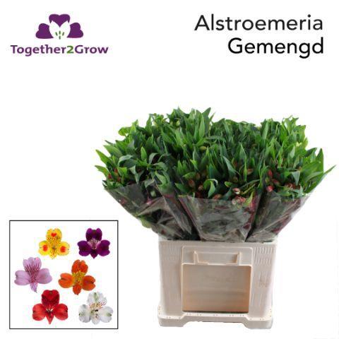 Alstoemeria gemengd in fust