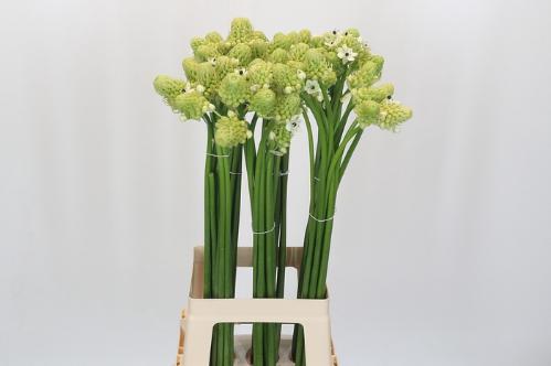 Ornithogalum saundersiae