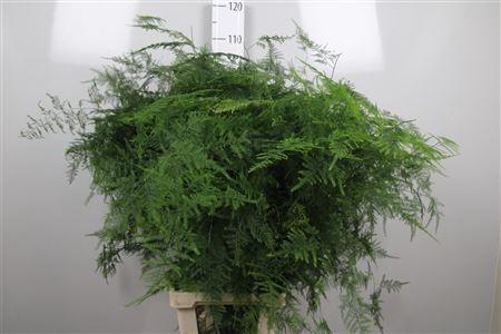 Asparagus setaceus overig