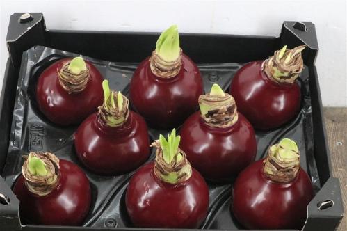 Hippeastrum bol gewaxt H%