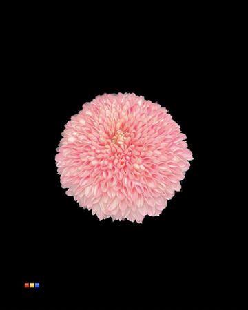 Chrysanthemum geplozen kas kleurbehandeld H%