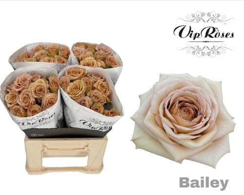 Rosa grootbloemig Bailey!