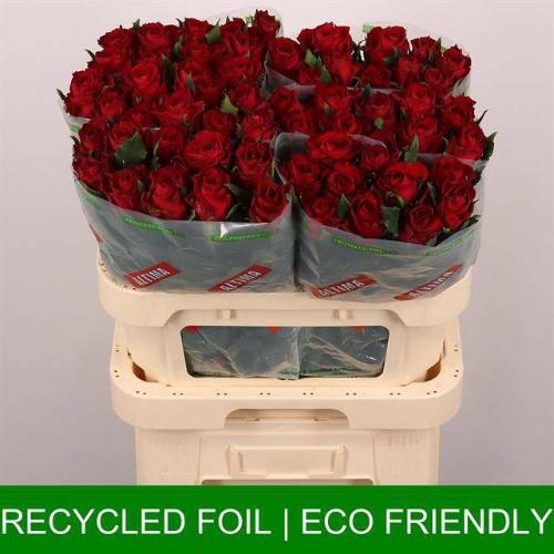 Rosa grootbloemig Madam Red