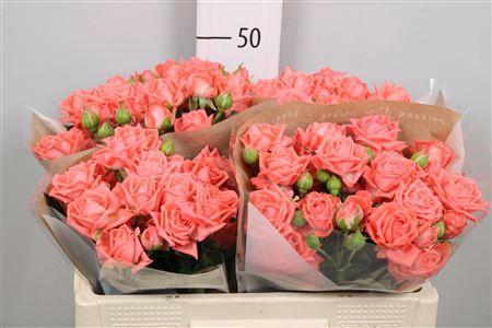 Rosa tros Barbados