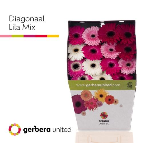 Gerbera grootbloemig gemengd diagonaal
