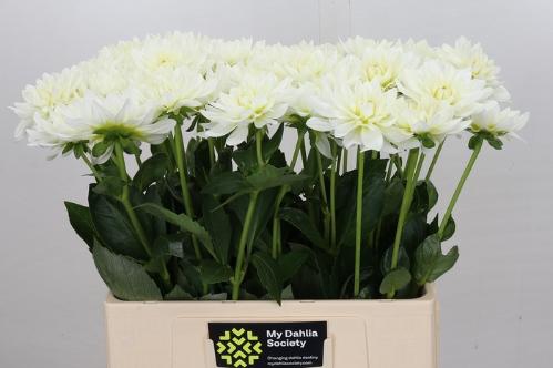 Dahlia 'Karma Maarten Zwaan'