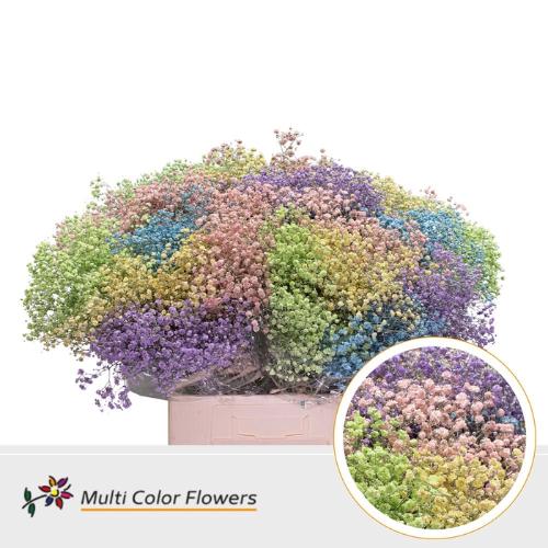 Gypsophila overig kleurbehandeld H%