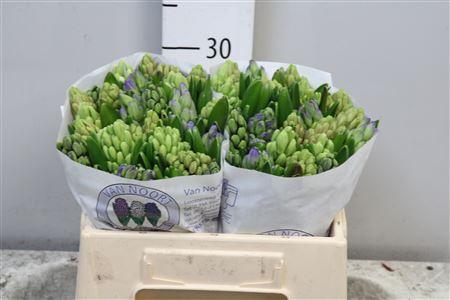 Hyacinthus orientalis gemengd 5 kleuren