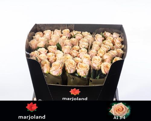 Rosa grootbloemig Bellini!