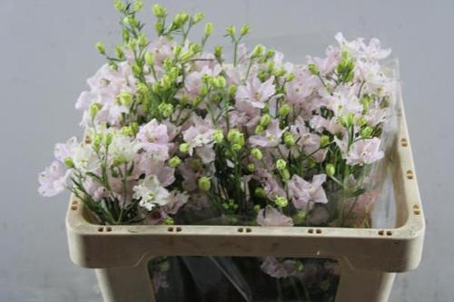 Delphinium enkelbloemig grandiflorum 'Energy Pink'