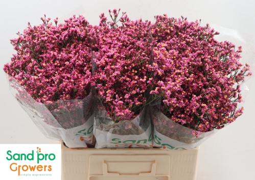 Limonium sinense Tiffany Diamond