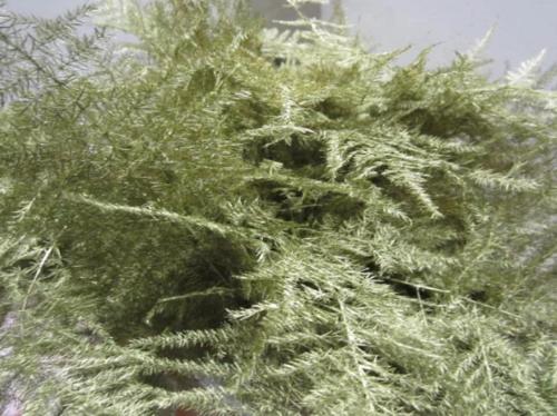 Asparagus overig kleurbehandeld H%