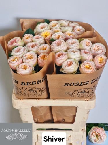 Rosa grootbloemig Shiver!