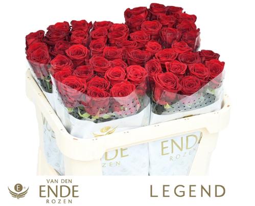 Rosa grootbloemig Red Naomi!