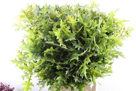 Quercus palustris