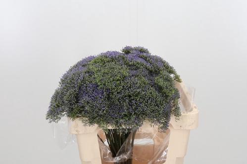 Trachelium caeruleum Blue Shine