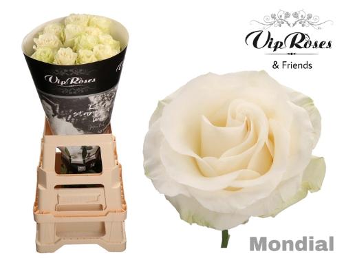 Rosa grootbloemig Mondial