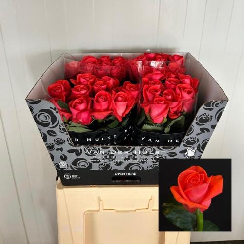 Rosa grootbloemig overig