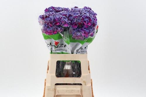 Dianthus standaard kleurbehandeld H%