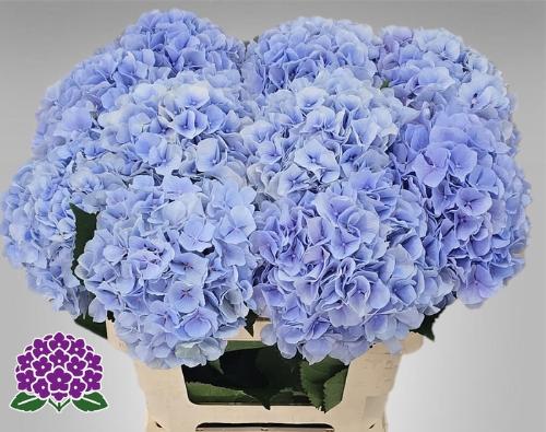 Hydrangea macrophylla 'Verena' (blauw)