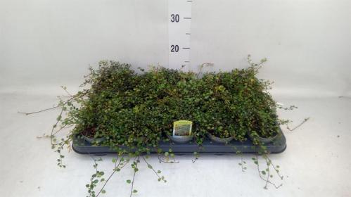 Muehlenbeckia complexa Mao'ri