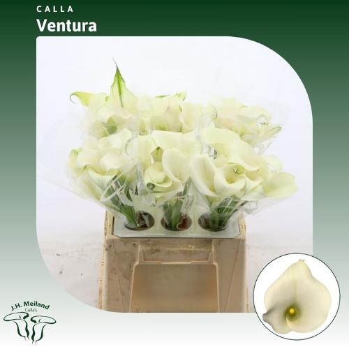 Zantedeschia 'Captain Ventura'