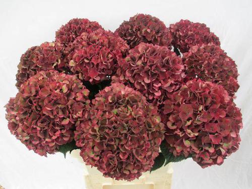Hydrangea macrophylla Magical Rubyred (classic)