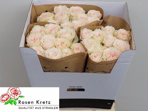 Rosa grootbloemig Sunderland!