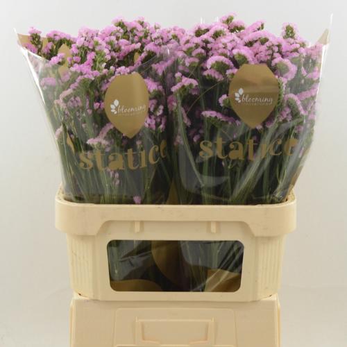 Limonium sinuatum Pretty Wings