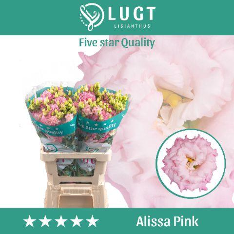 Eustoma russellianum gevuldbloemig 'Alissa Pink'