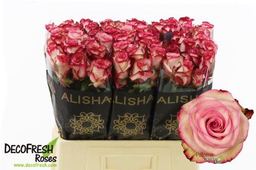 Rosa grootbloemig Paloma