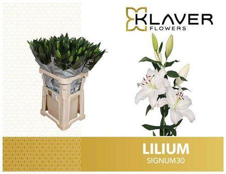 Lilium Oriental Grp Signum