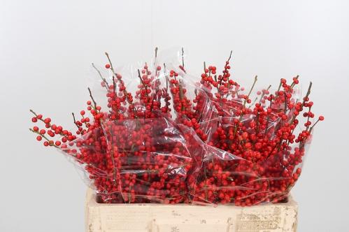 Ilex verticillata