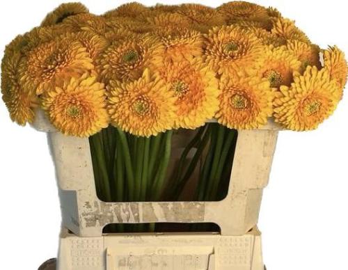 Gerbera mini bolvormig Pomponi Honeydew