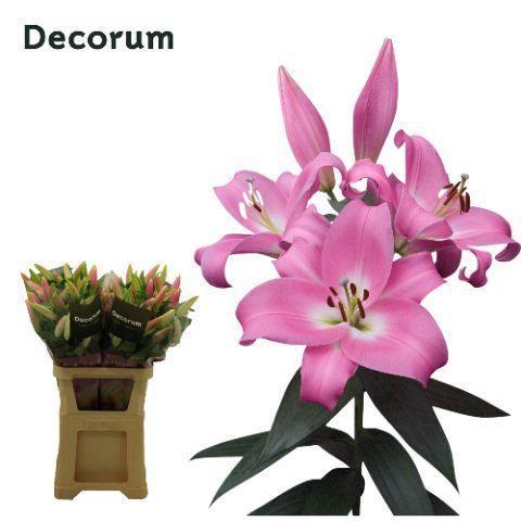 Lilium Oriental x Trumpet Grp 'Tabledance'