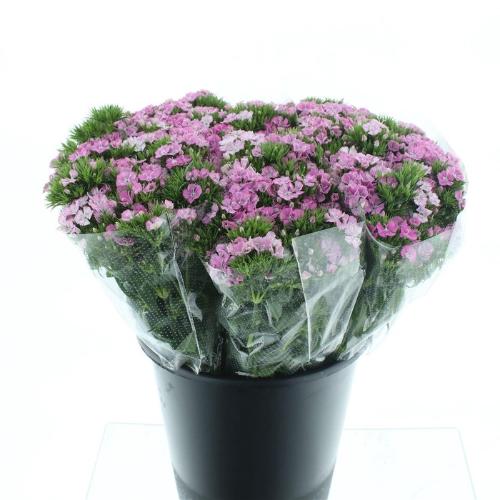 Dianthus barbatus 'Amazon Rose Magic'