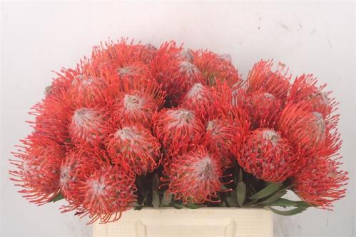 Leucospermum cordifolium 'Tango'