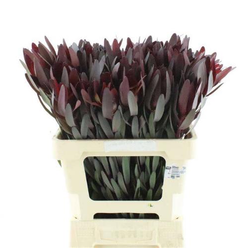 Leucadendron 'Safari Sunset'