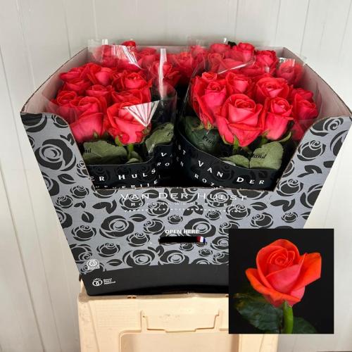 Rosa grootbloemig overig