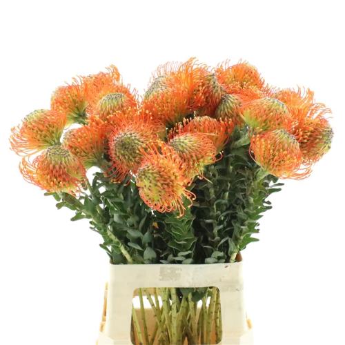 Leucospermum cordifolium 'Neena'