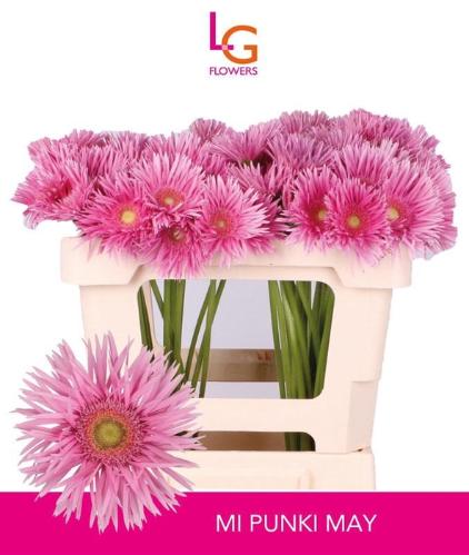 Gerbera mini spinvormig Punki May