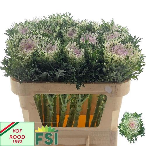 Brassica oleracea 'Crane Frilly'