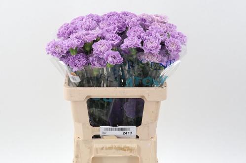 Dianthus standaard Florigene Moonaqua