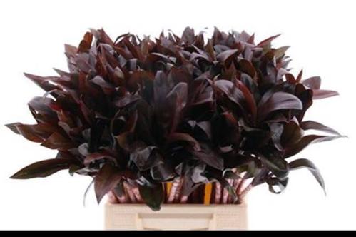 Dracaena fragrans Compacta Grp 'Compacta'