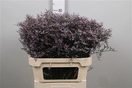 Limonium Safora Lilac