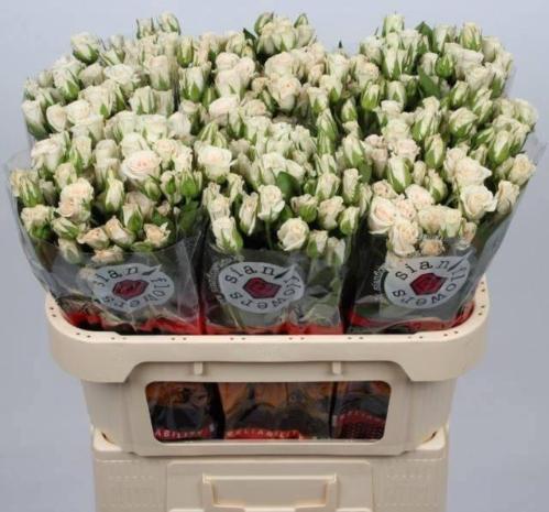 Rosa tros Royal Porcelina