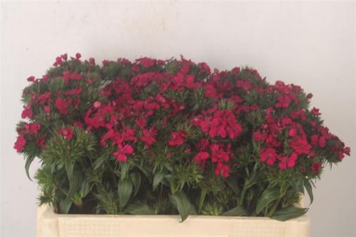 Dianthus barbatus 'Amazon Neon Cherry'